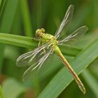 Ophiogomphus cecilia