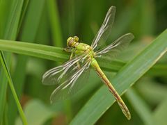 Ophiogomphus cecilia