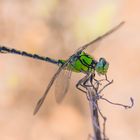 Ophiogomphus cecilia