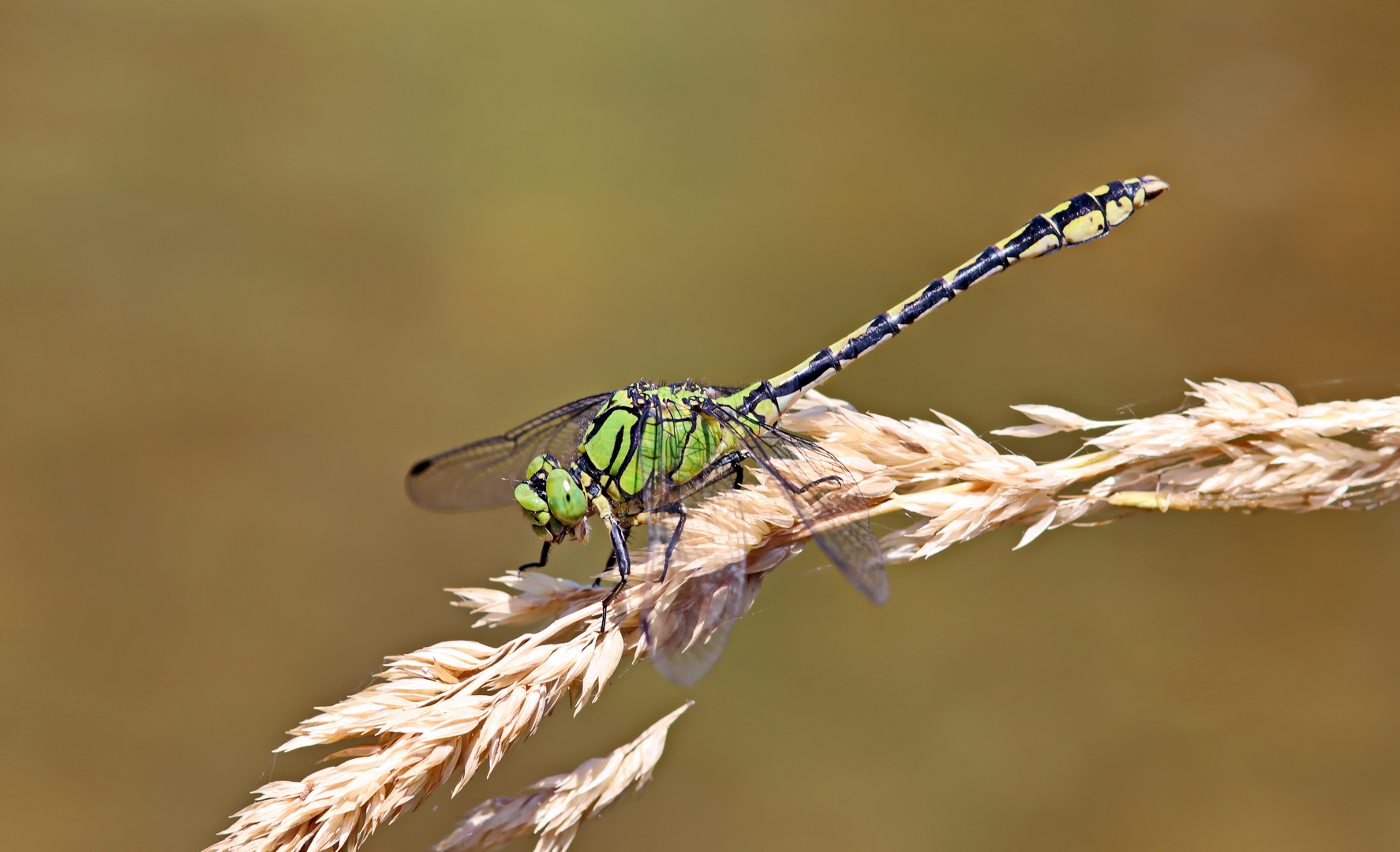 Ophiogomphus cecilia - Grüne Flussjungfer