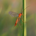 Ophion luteus