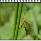 Ophion Luteus