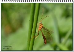 Ophion Luteus