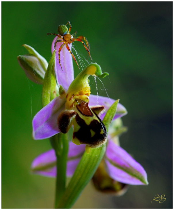 Ophris apifera und Araniella cucurbitina