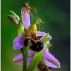 Ophris apifera und Araniella cucurbitina