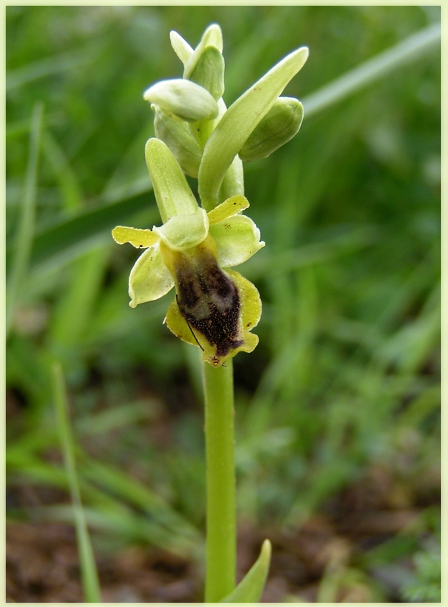 Ophris galilaea