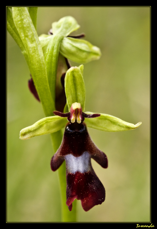 Ophris insectifera