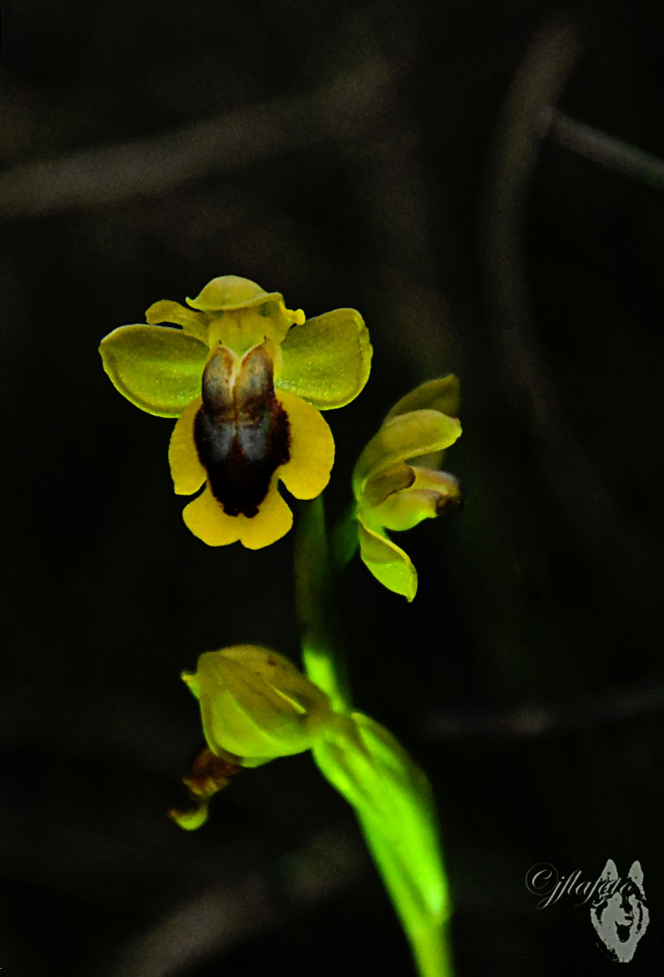 ophris lutea