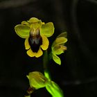 ophris lutea