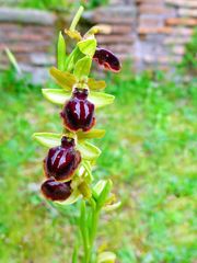 Ophrys