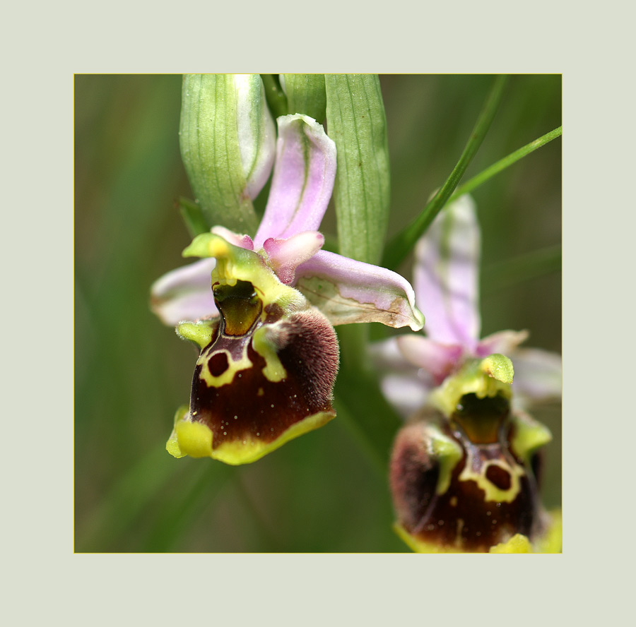 ophrys