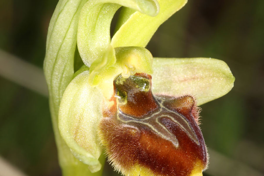 Ophrys