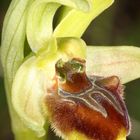 Ophrys