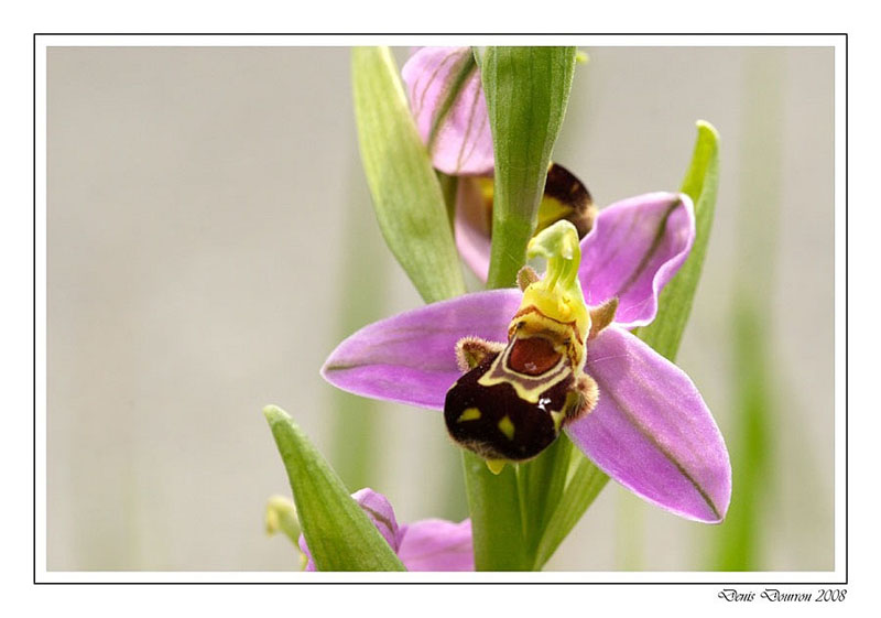 Ophrys Abeille (1)