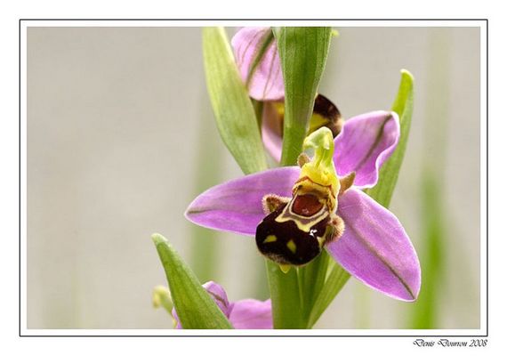 Ophrys Abeille (1)