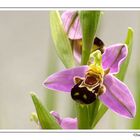 Ophrys Abeille (1)