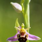 Ophrys abeille