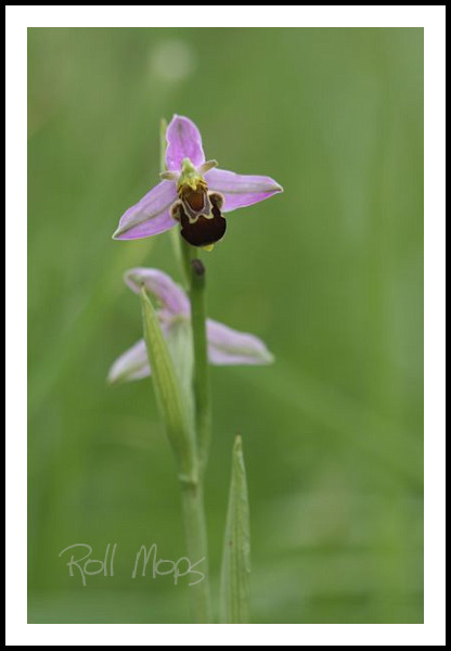 Ophrys abeille...