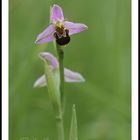 Ophrys abeille...