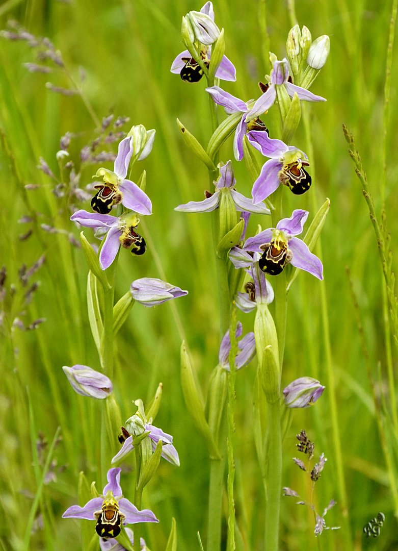 Ophrys abeille