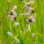 Ophrys abeille