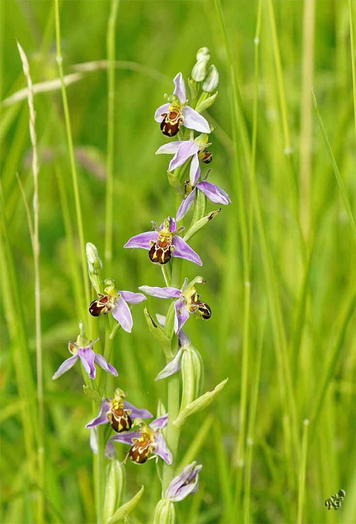 Ophrys abeille