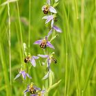 Ophrys abeille