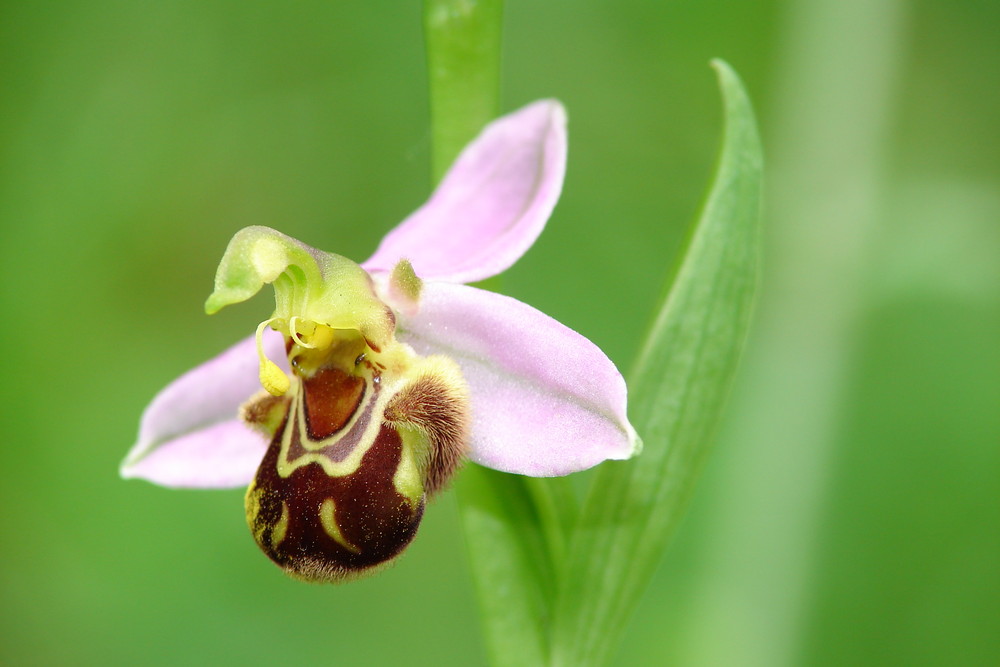 ophrys abeille