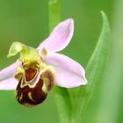 ophrys abeille