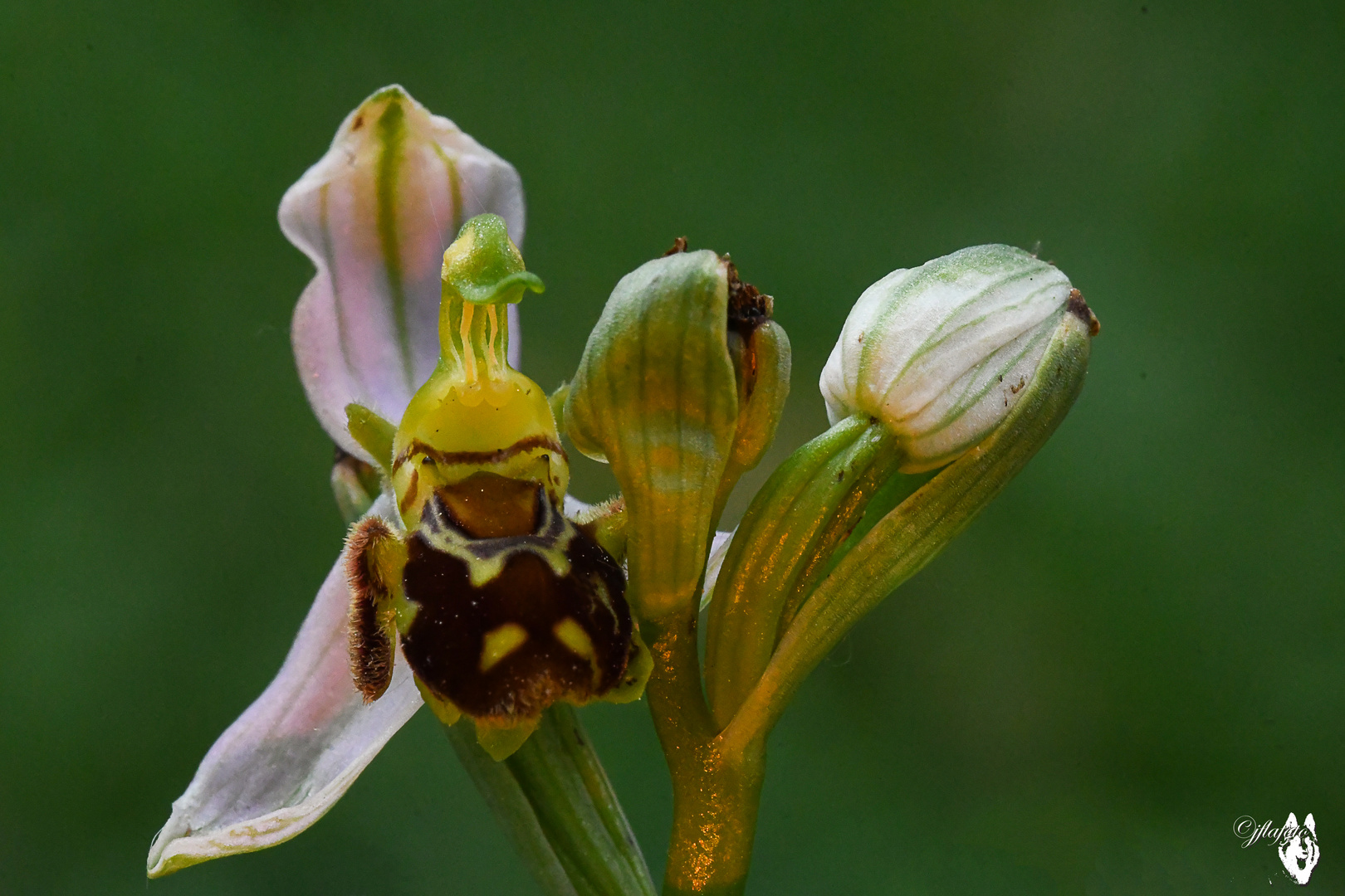 ophrys abeille