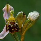 ophrys abeille