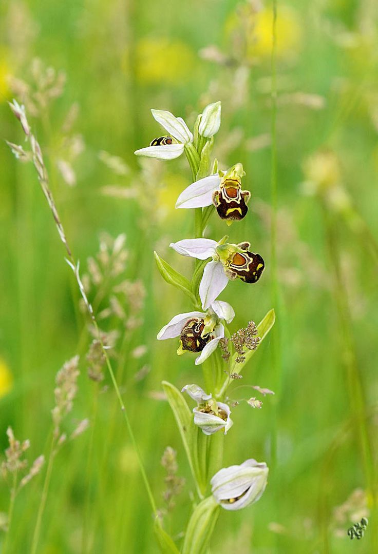 Ophrys abeille ?