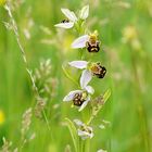 Ophrys abeille ?