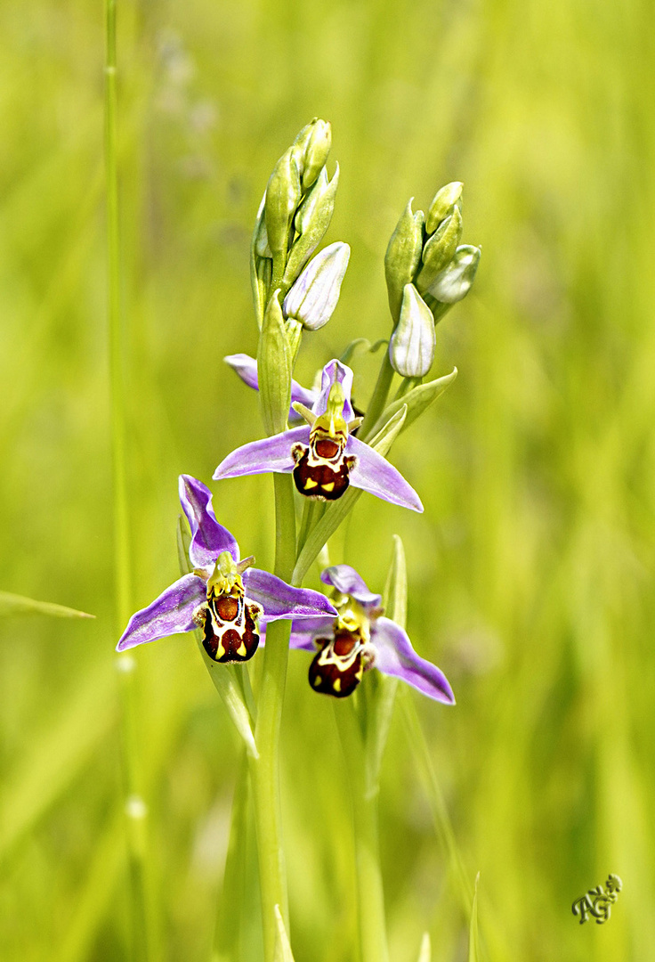 Ophrys abeille