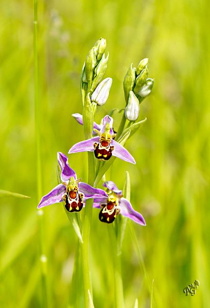 Ophrys abeille