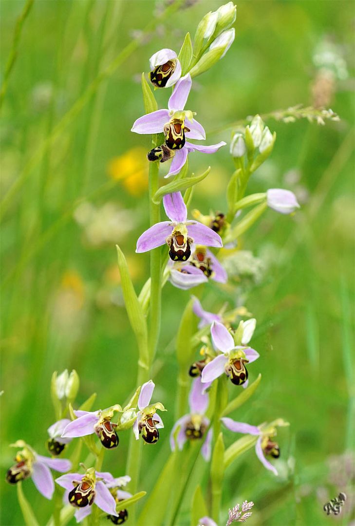 Ophrys abeille