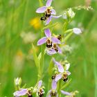 Ophrys abeille