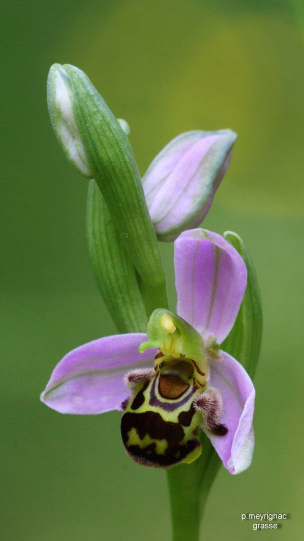 Ophrys Abeille