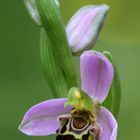 Ophrys Abeille