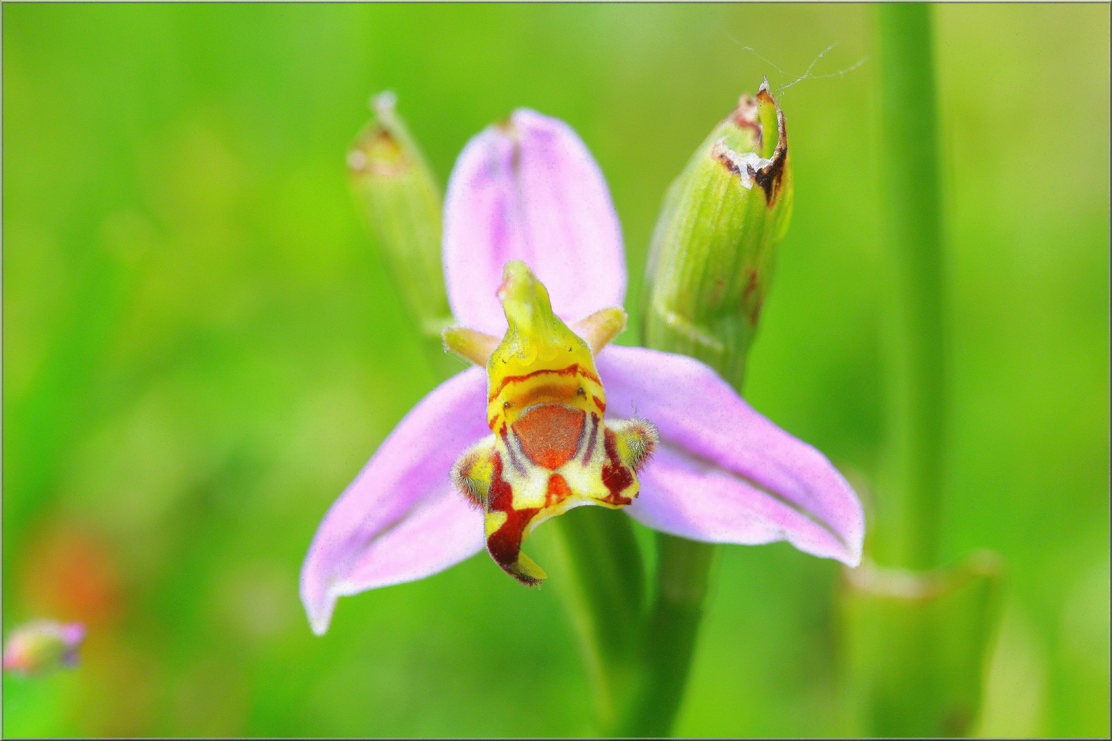 ...Ophrys Abeille...(apifera)