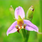 ...Ophrys Abeille...(apifera)