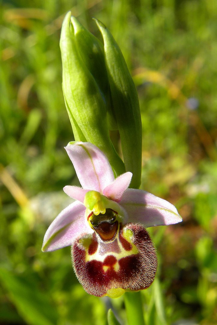 Ophrys annae