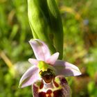 Ophrys annae