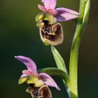 Ophrys annae