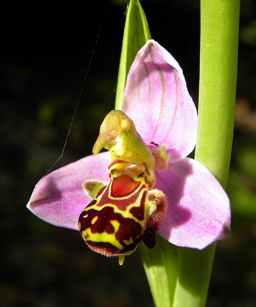 Ophrys apifera