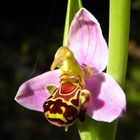 Ophrys apifera