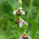 Ophrys apifera