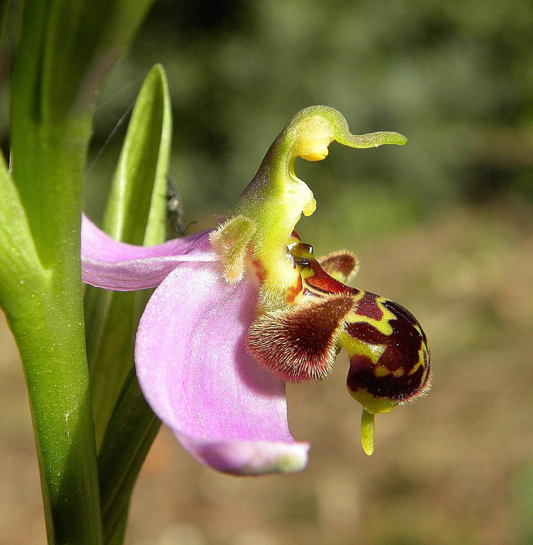 Ophrys apifera