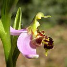 Ophrys apifera