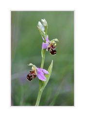 Ophrys apifera 2